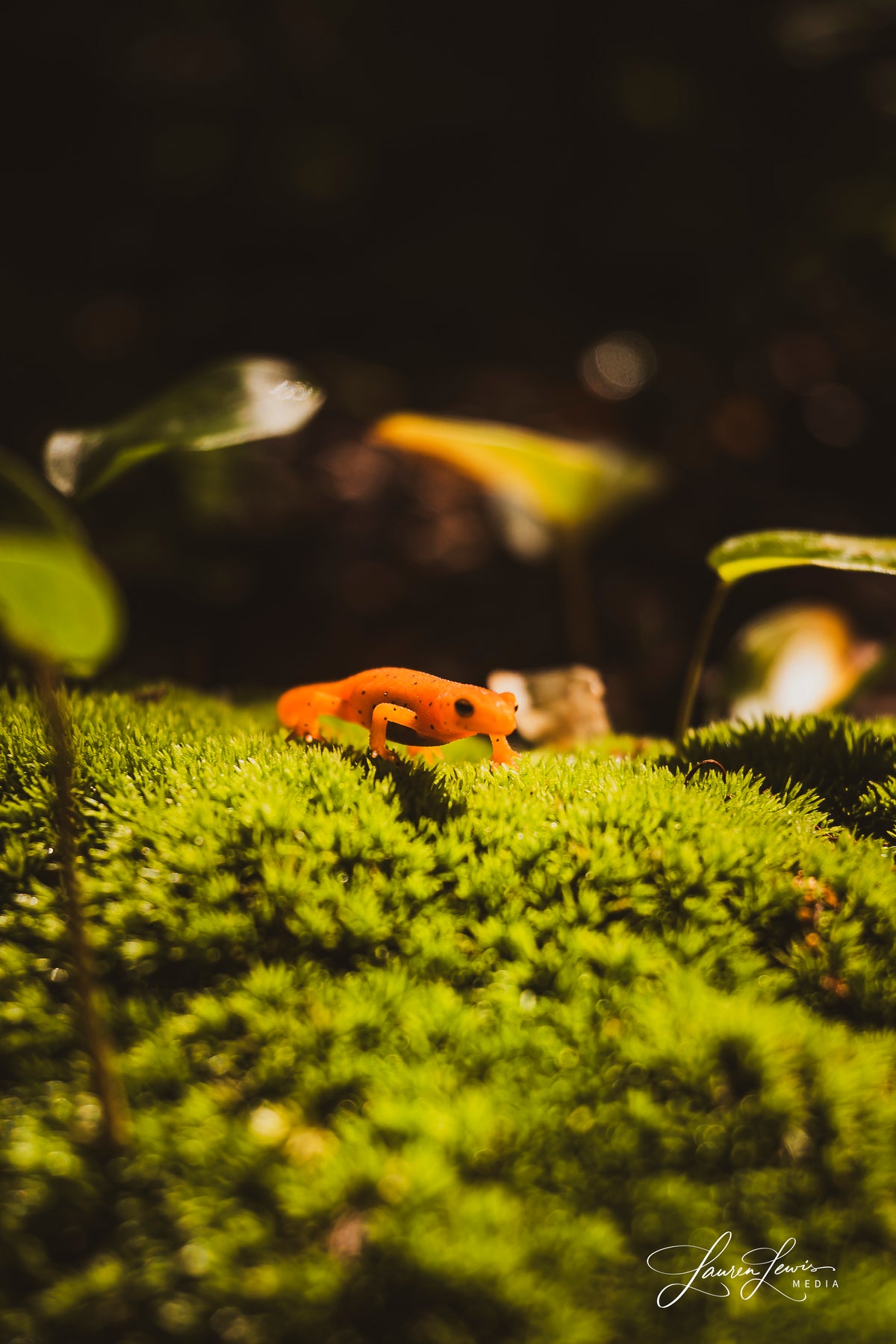 Mossy Newt Canvas